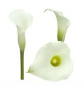 ΚΑΛΛΑ  ΜΙΝΙ  ΛΕΥΚΗ  CALLA  VENTURA